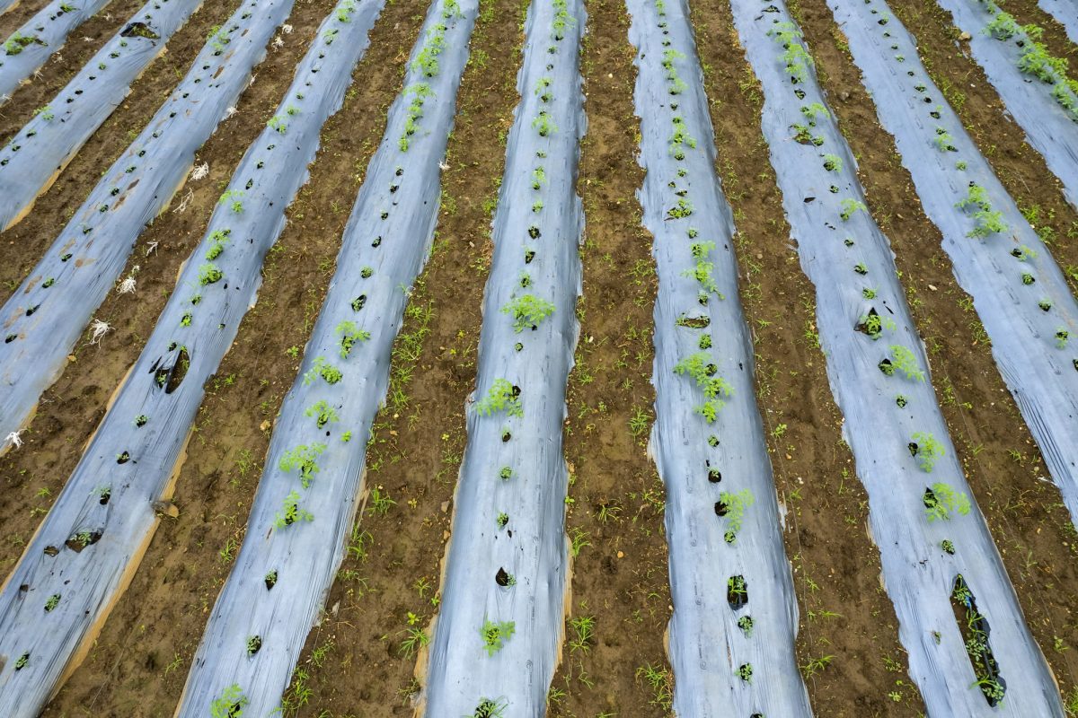 aerial-view-green-tomato-plantation-.jpg